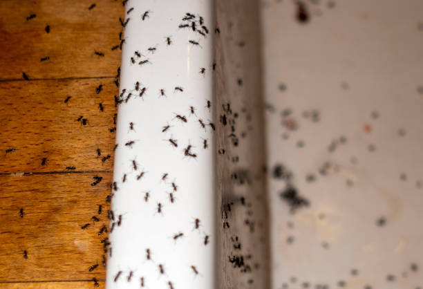 Best Exterminator Services  in New Beaver, PA