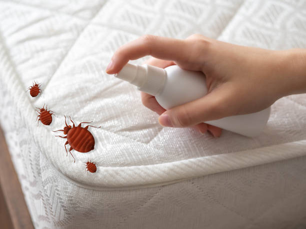 Best Flea Control Services  in New Beaver, PA